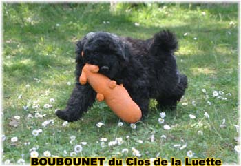 bouvier des flandres photo chiot - Elevage Clos Luette - COPYRIGHT DEPOSE